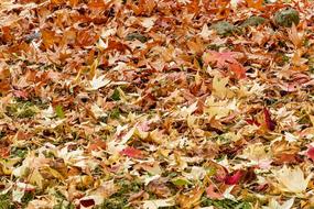 Close-up of the colorful and beautiful autumn leaves laying on the ground