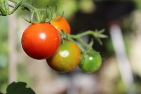 Tomatoes Vegetables Eat