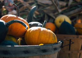 pumpkin harvest in wooden tubs