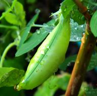 Beans as a Green Plant