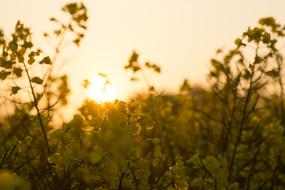 Field Sunset Backlighting