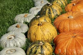 Pumpkins Colorful Autumn