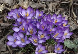 purple Crocuses Flowers in Spring