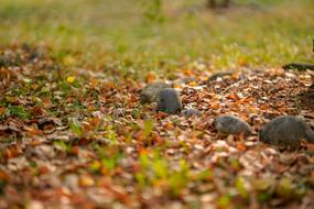 Leaf Food Nature