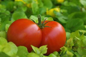 Tomatoes Garden Red