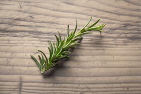 Close-up of the beautiful, green rosemary on the wooden surface