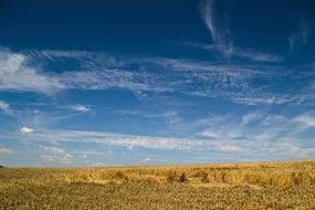 Grain Spike Cereals