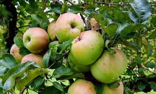 Apples on Tree at autumn