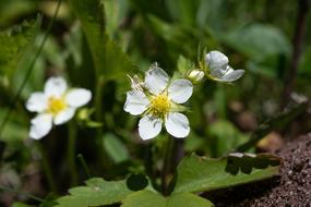 Strawberries Plant in garden