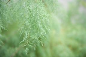 Vegetation Green Nature