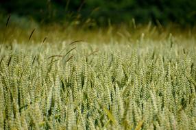 Field Wheat Harvest