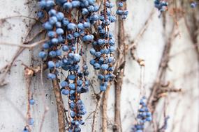 Blueberries Fruits plants on wall