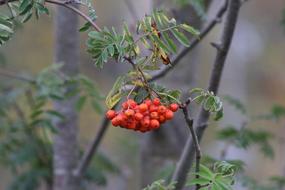 Fruit Nature Tree