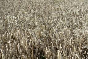 Wheat Field Crop