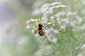 Coriander Herb Spice and bee