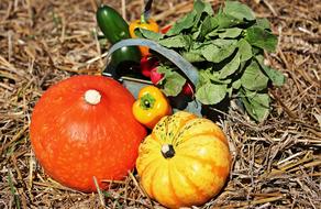 Close-up of the colorful pumpkins and other vegetables on Thanksgiving, among the grass