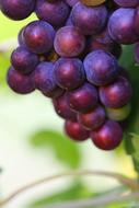 Dark Ripe Grapes