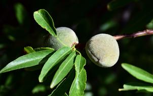 Almonds Tree in nature