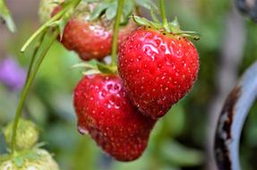 dew drop on red ripe strawberry in the garden