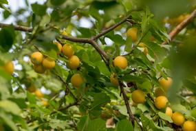 Plum Fruit Food