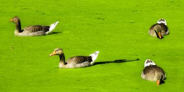 Animals Goose Water Bird