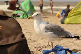 Animal Seagull Beach