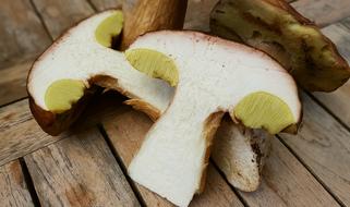 Mushrooms Porcini