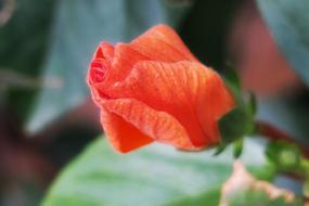 Flower Nature Leaf