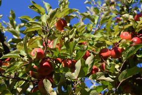 Autumn Fruit Harvest