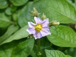 Cominera Flower Patatal Potato