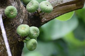 Tree Fruits Wild