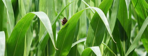 Cornfield Corn Cultivation