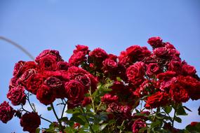 Flower Plant Rose