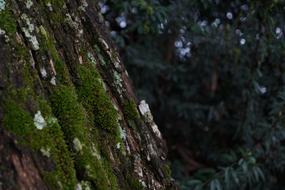 Vegetation Moss Natur