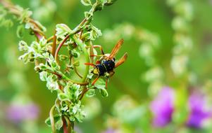Osa Roof Insect Flower