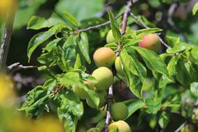 Plum Branch Fruit