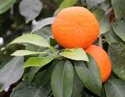 Oranges Fruits Orange Tree