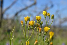 Flowers Of The Field Flower Yellow