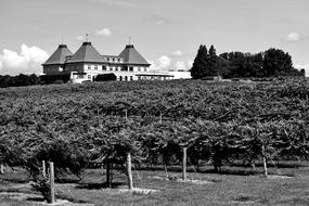 Vineyard Winery Grapes