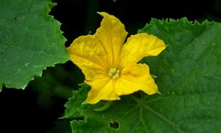 A Vegetable Cucumber Flower