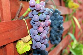 dark blue Grapes Fruits