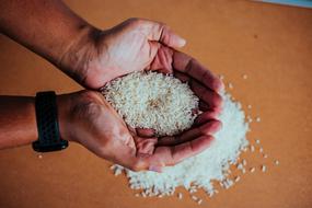 Rice Paddy Eat