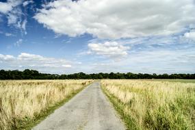 Landscape Nature Field