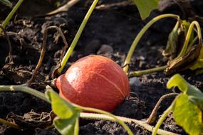 Pumpkin Horticulture Agriculture