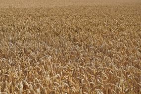 Field Wheat Summer