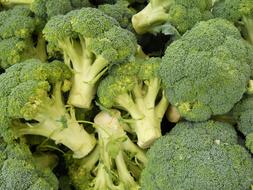 Broccoli Green Food