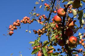 Autumn Fruit Harvested tree