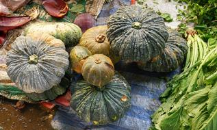 Pumpkin Large Market