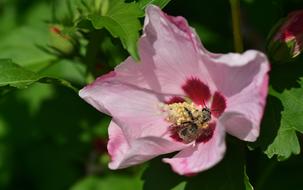 Hibiscus Blossom Blooming