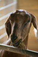 Goat Eating Hay